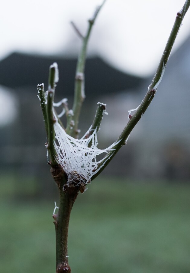 Natures decorations